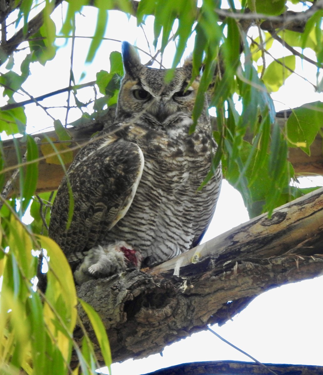 アメリカワシミミズク - ML646920873