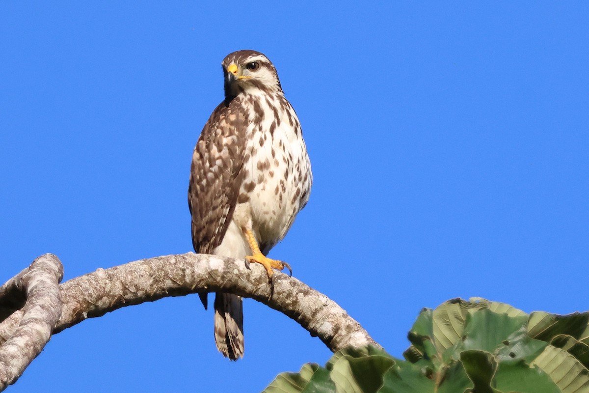 nordgråvåk - ML646920874