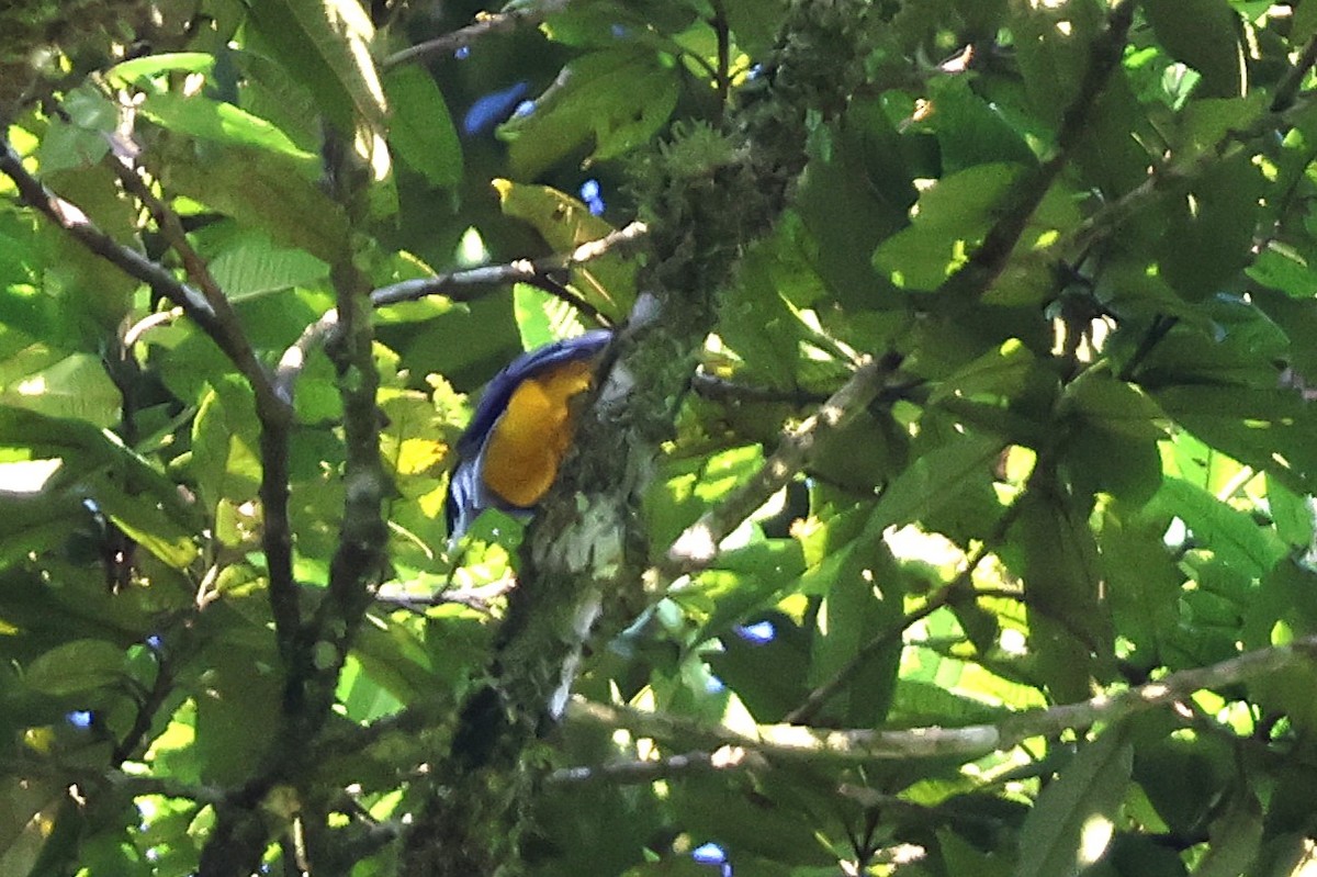 Gartered Violaceous Trogon - ML646920885