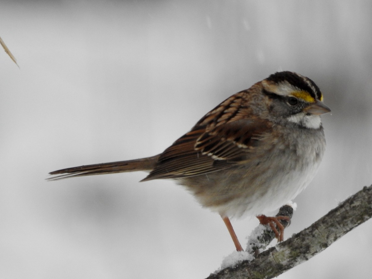 White-throated Sparrow - ML646920891
