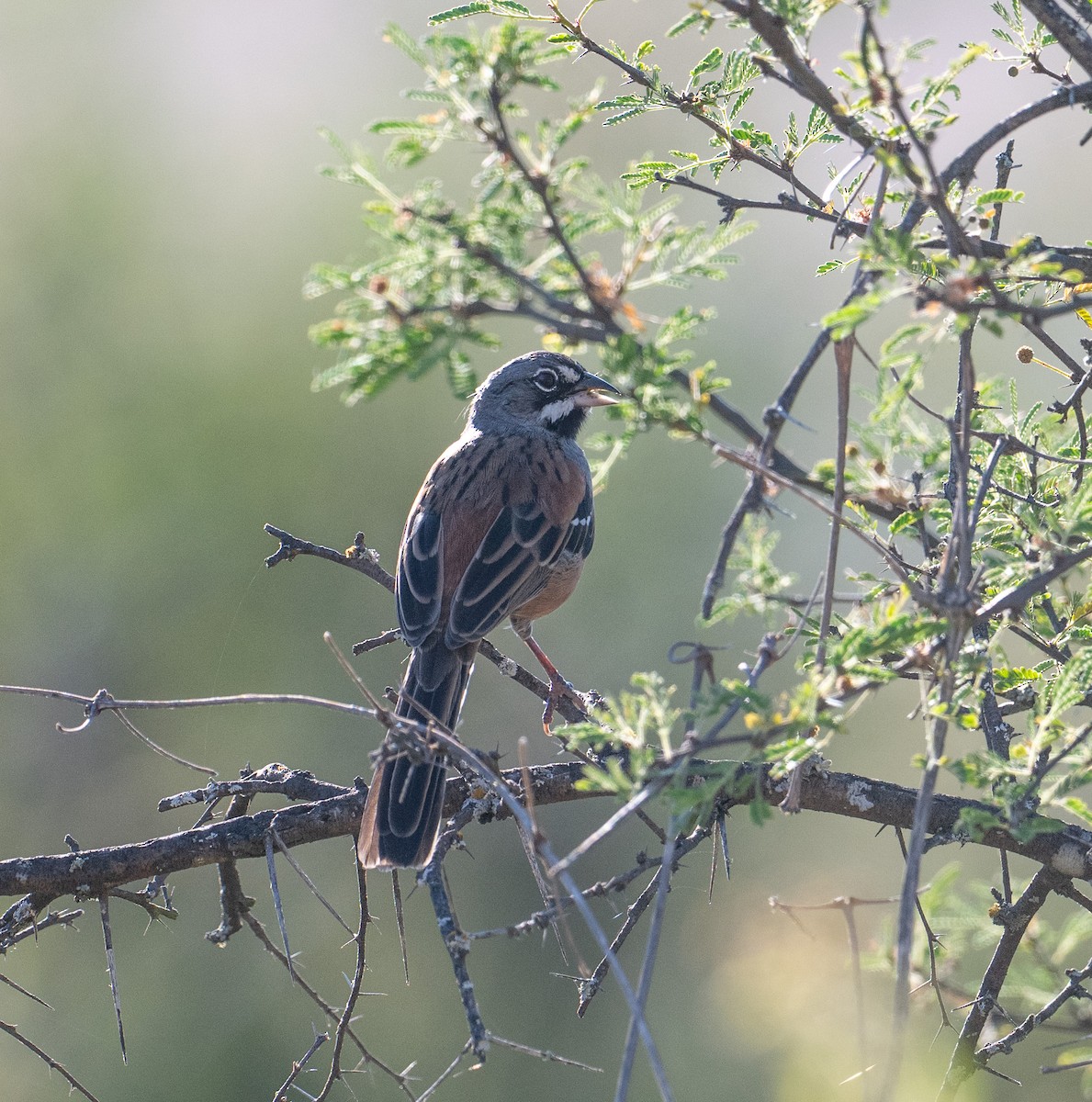 Chingolo Embridado - ML646920892