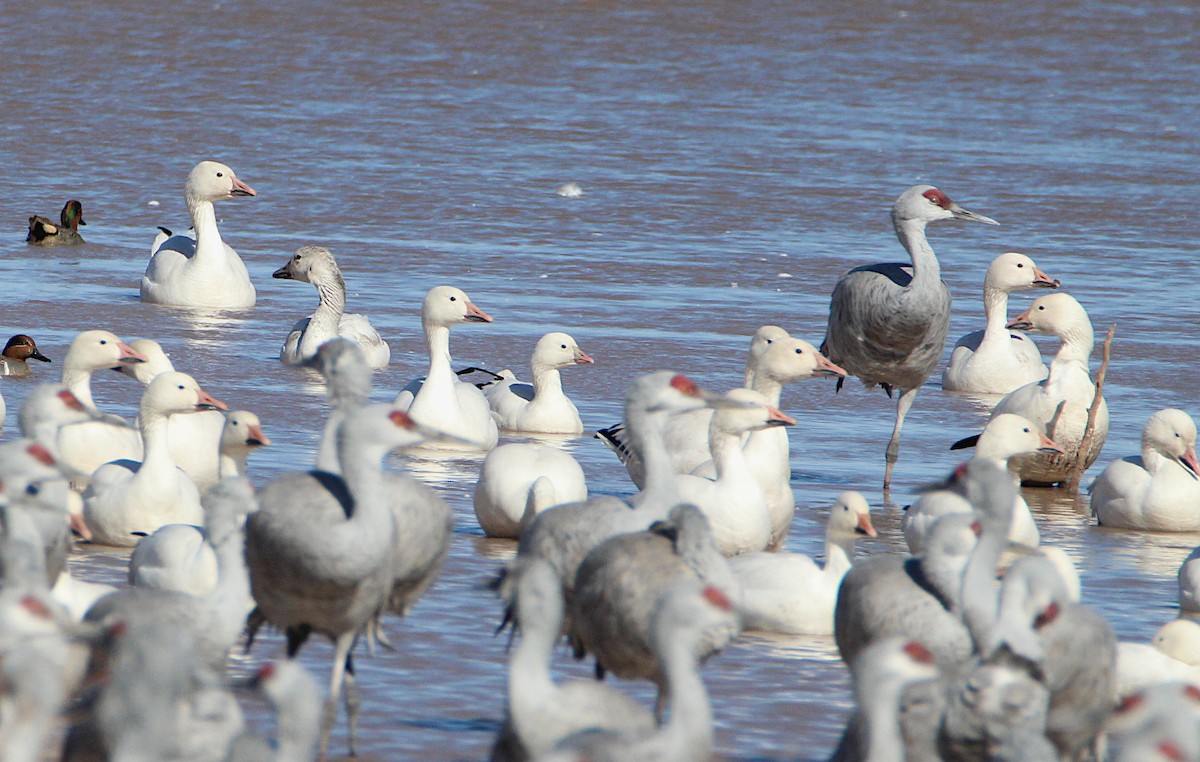 Ross's Goose - ML646920894