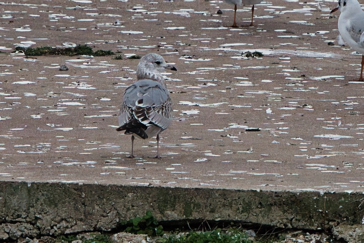 Kaio mokohoria - ML646920899