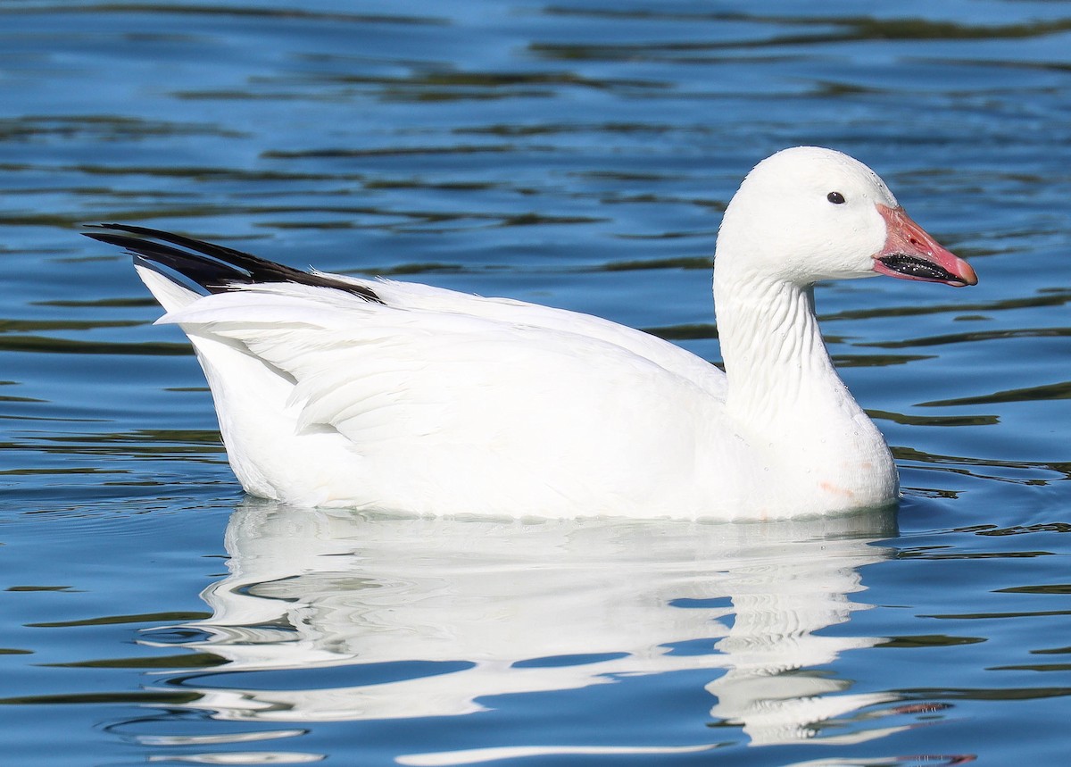 Snow Goose - ML646920901