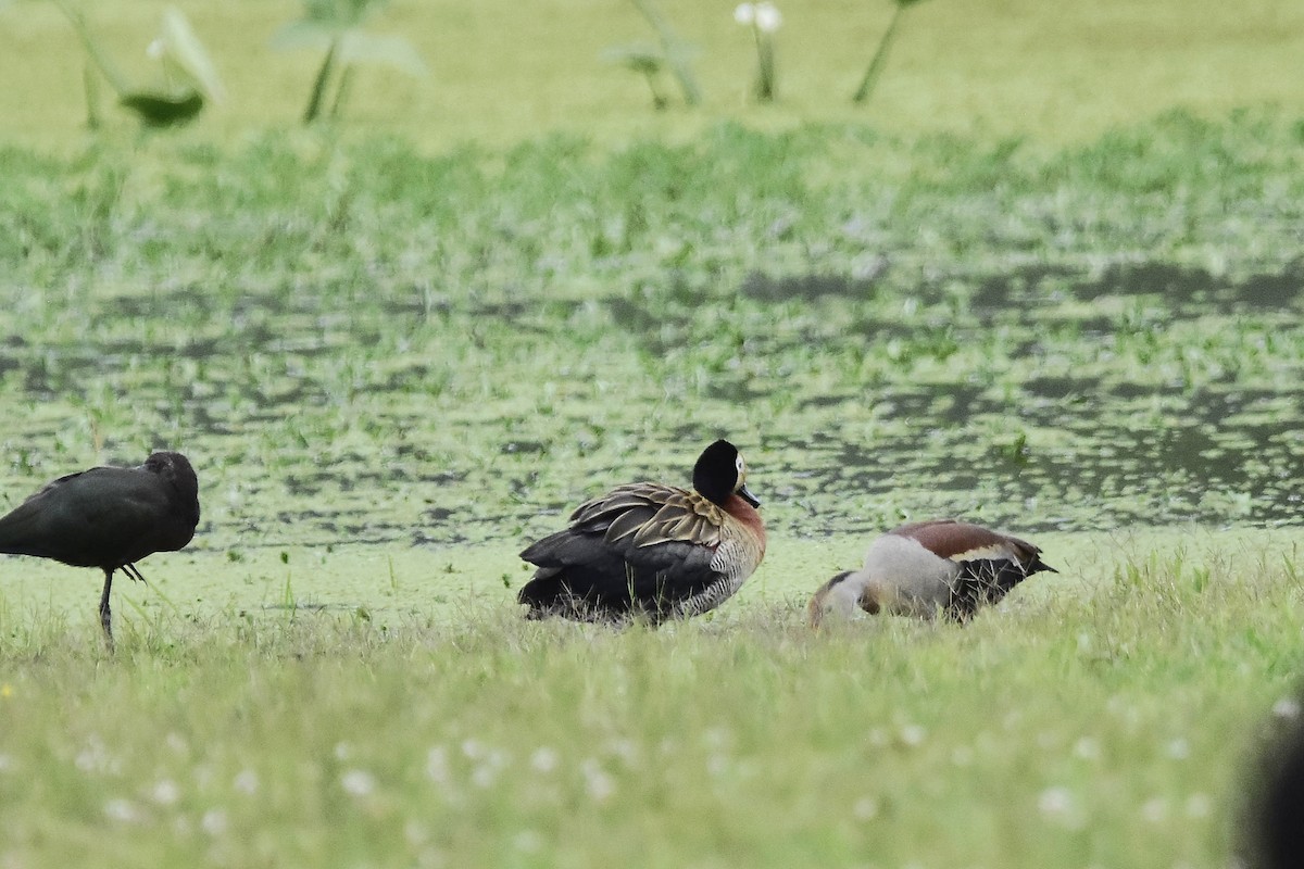 White-faced Whistling-Duck - ML646920903