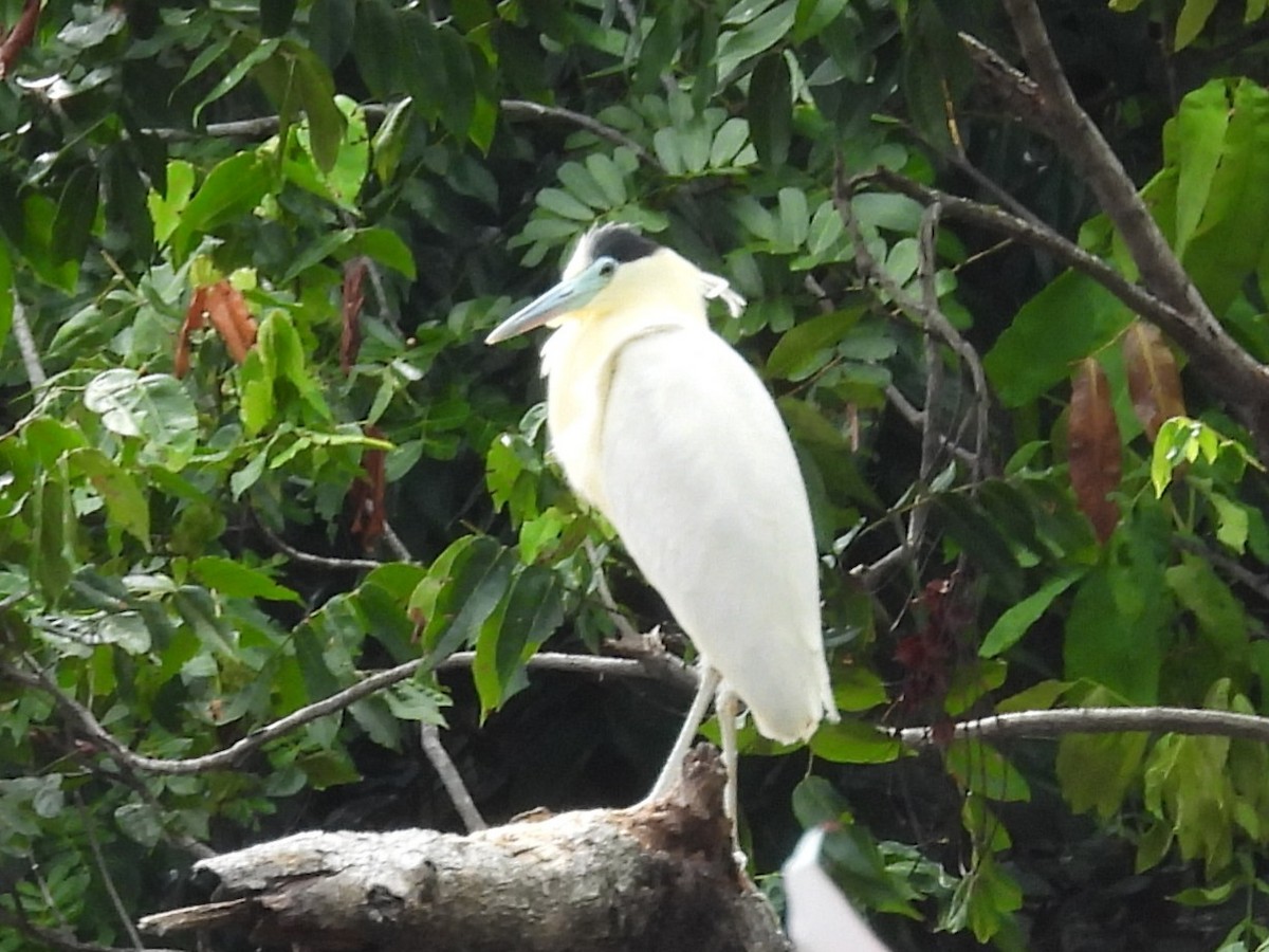 Garza Capirotada - ML646920904