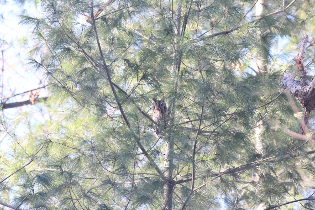 Eastern Screech-Owl - ML646920905