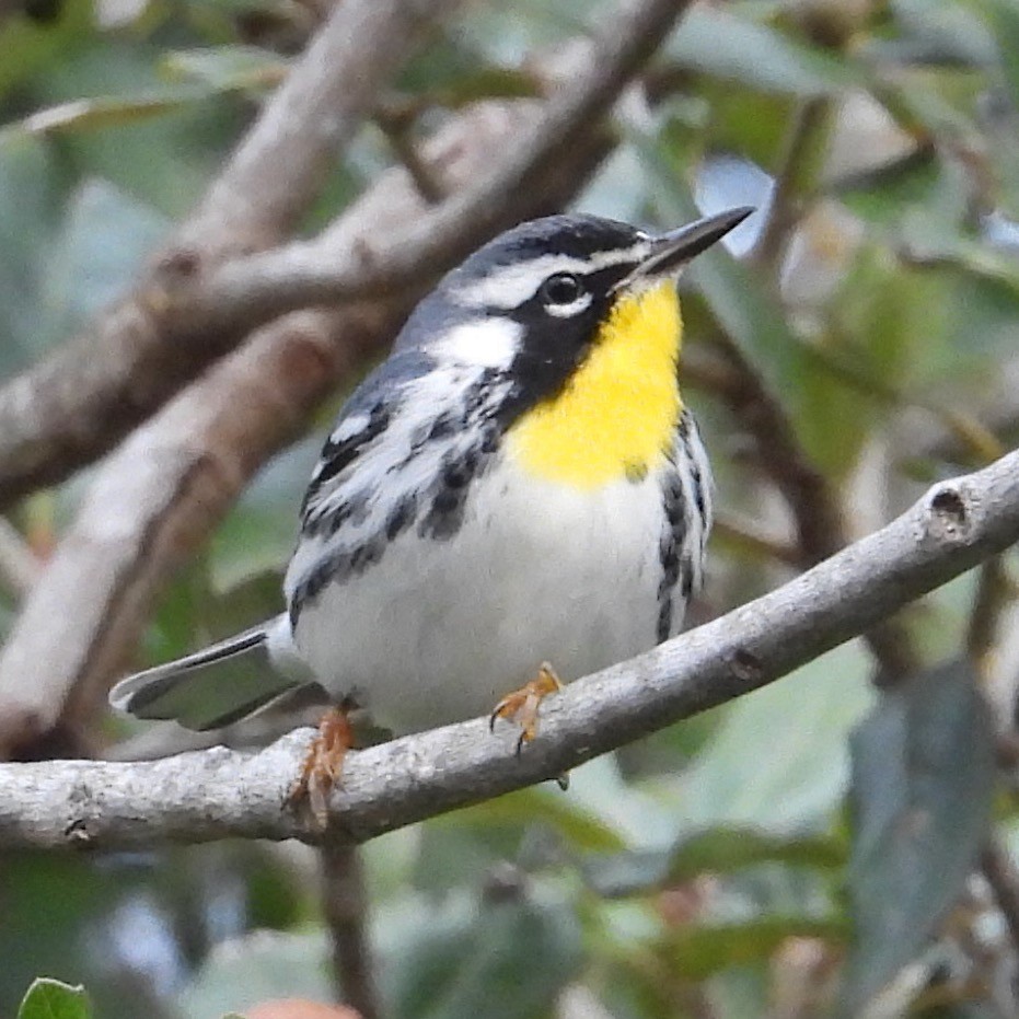 Yellow-throated Warbler (albilora) - ML646920906