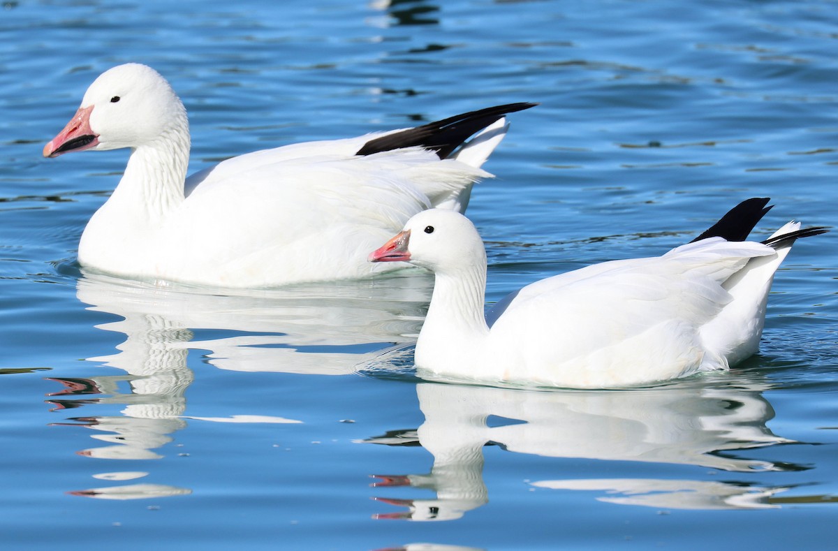 Ross's Goose - ML646920915