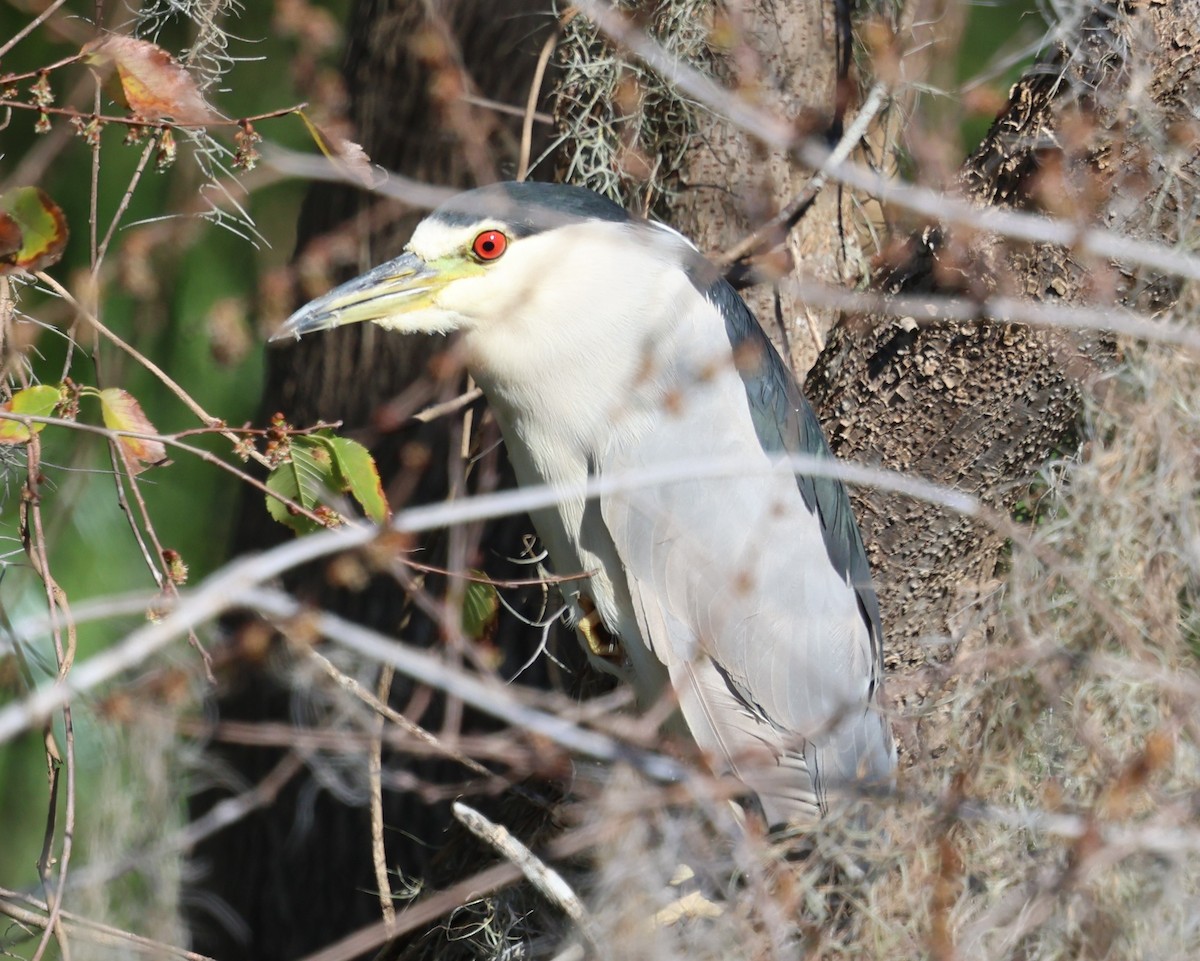 Nitticora - ML646920917