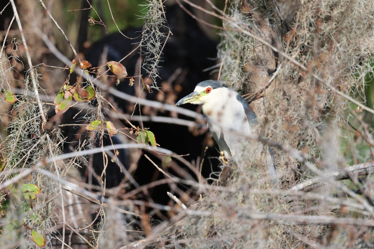 Nitticora - ML646920918