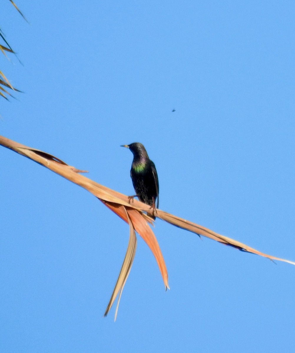European Starling - ML646920919