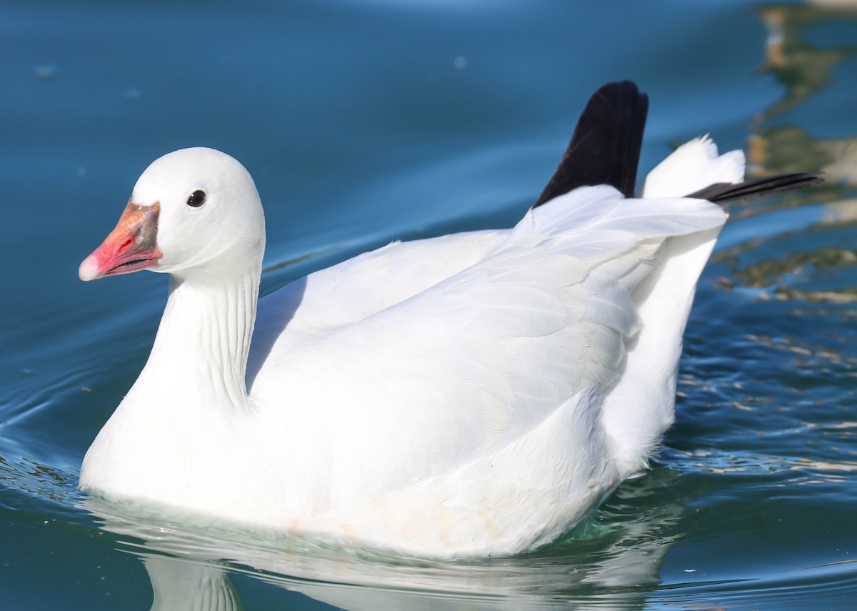 Ross's Goose - ML646920925