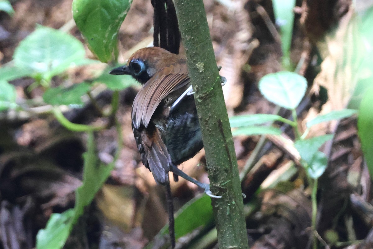 ニショクアリドリ - ML646920934