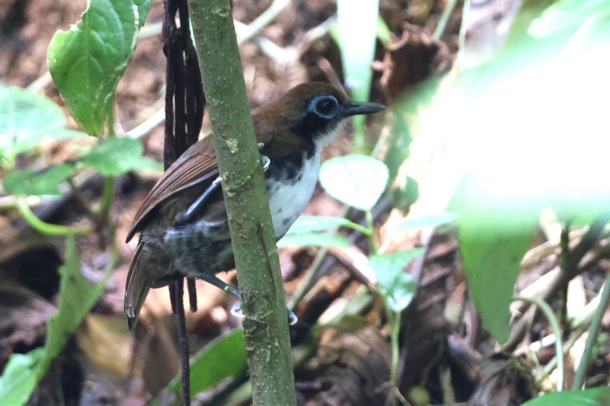 ニショクアリドリ - ML646920935