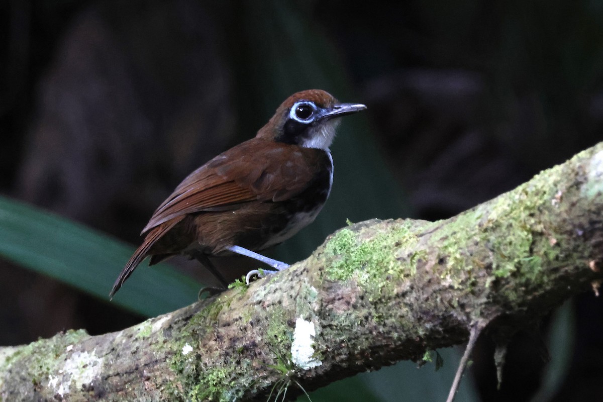 ニショクアリドリ - ML646920936