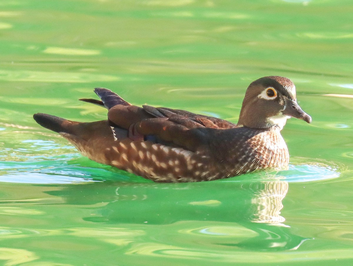 Wood Duck - ML646920938