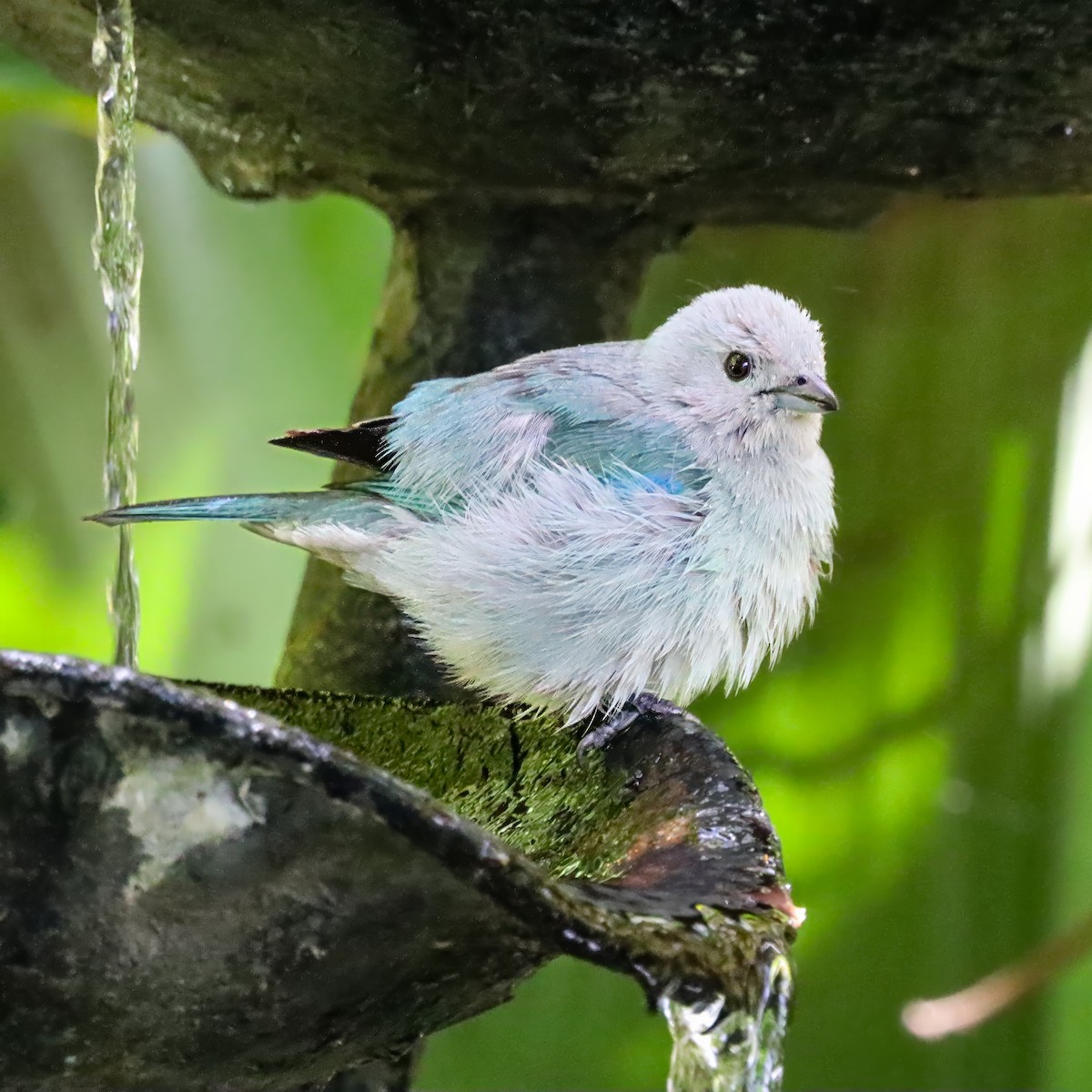 ソライロフウキンチョウ - ML646920953