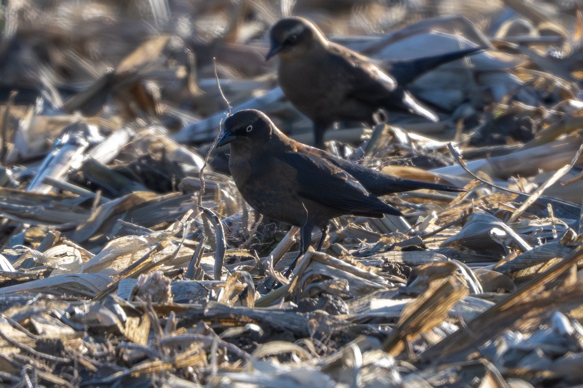 クロムクドリモドキ - ML646920954