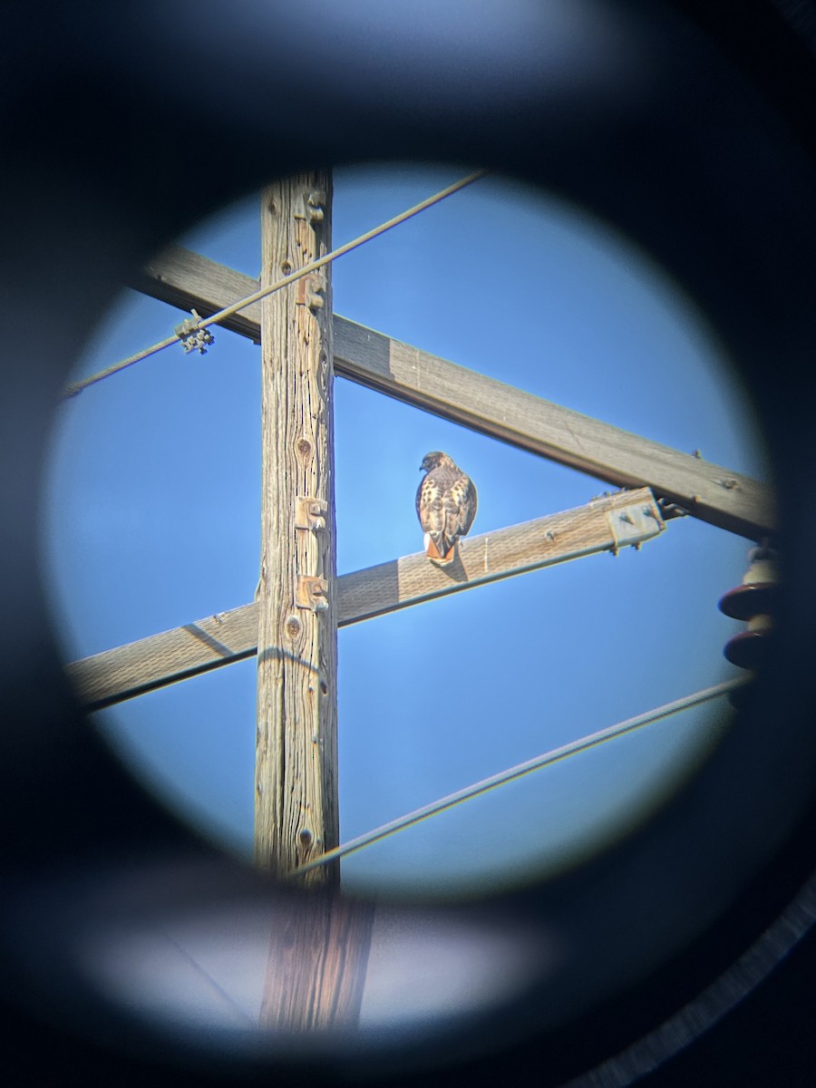 アカオノスリ - ML646920956