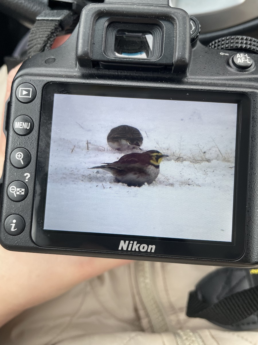 ハマヒバリ - ML646920957