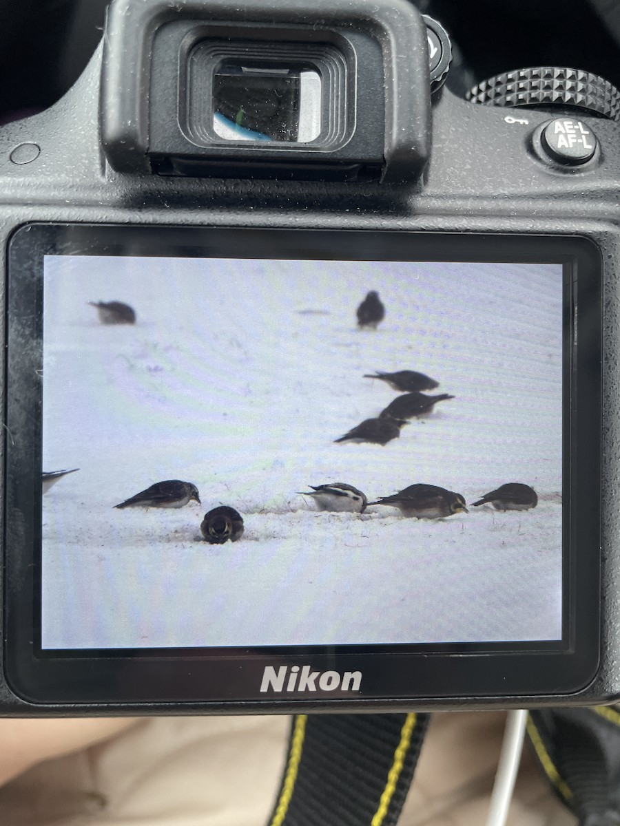 ハマヒバリ - ML646920959