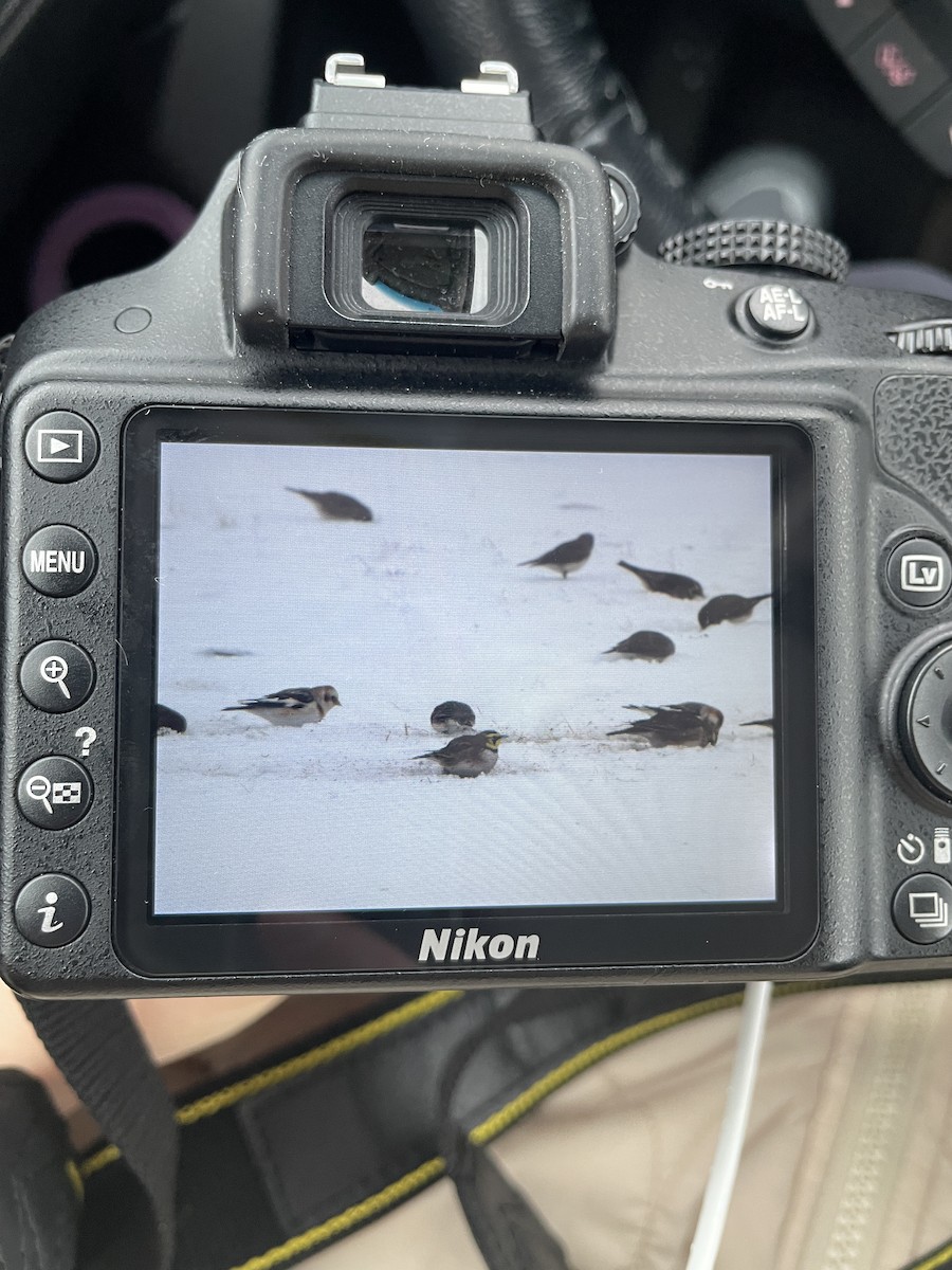 ハマヒバリ - ML646920960