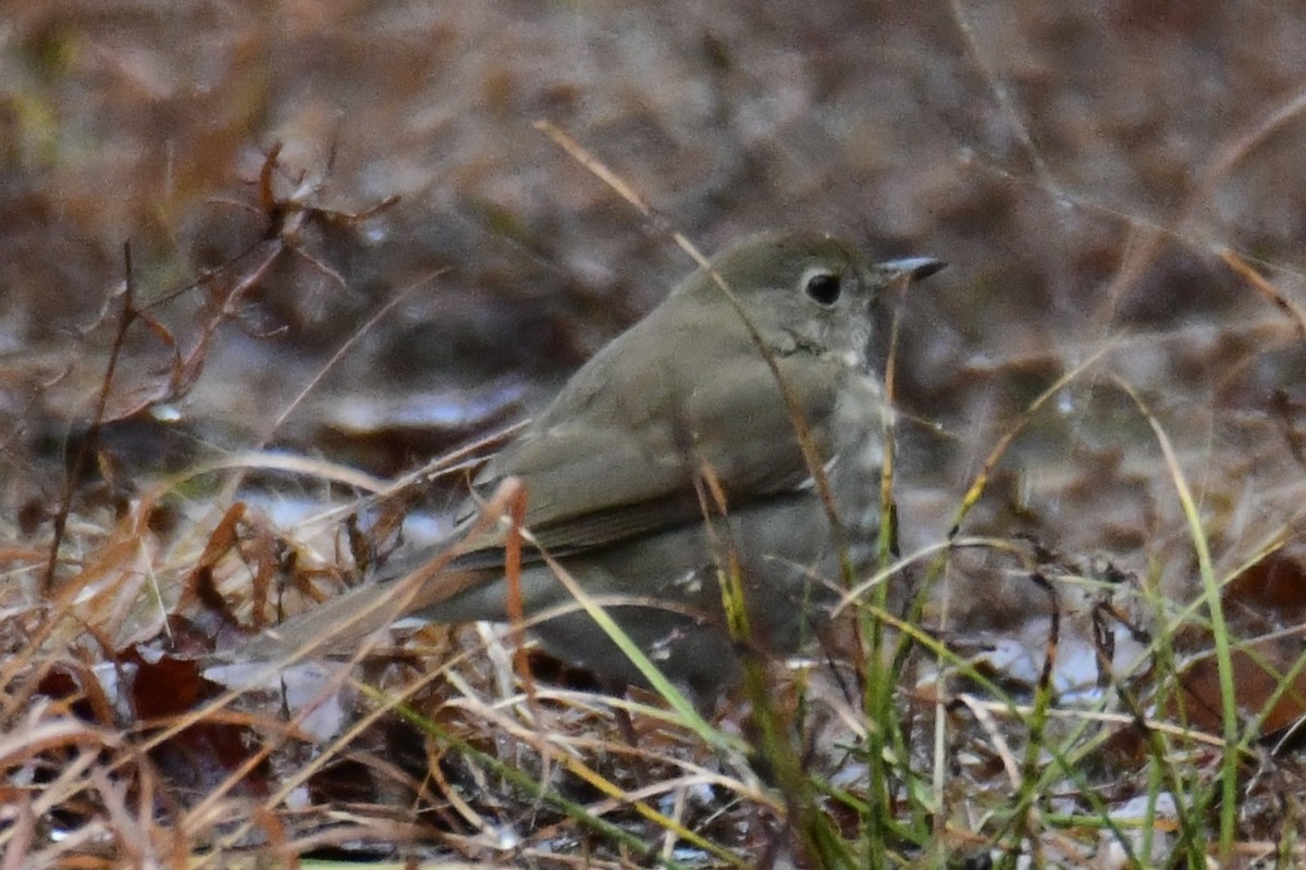 チャイロコツグミ - ML646920961