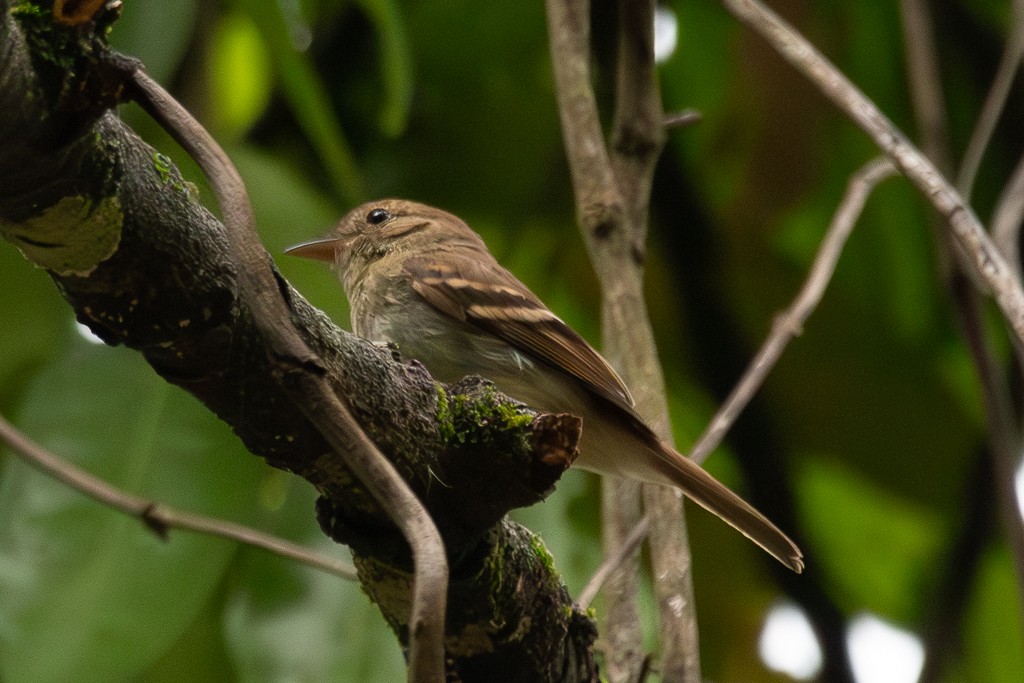 キスジメジロハエトリ - ML646920965