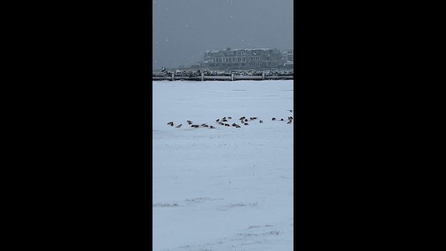 ハマヒバリ - ML646920966