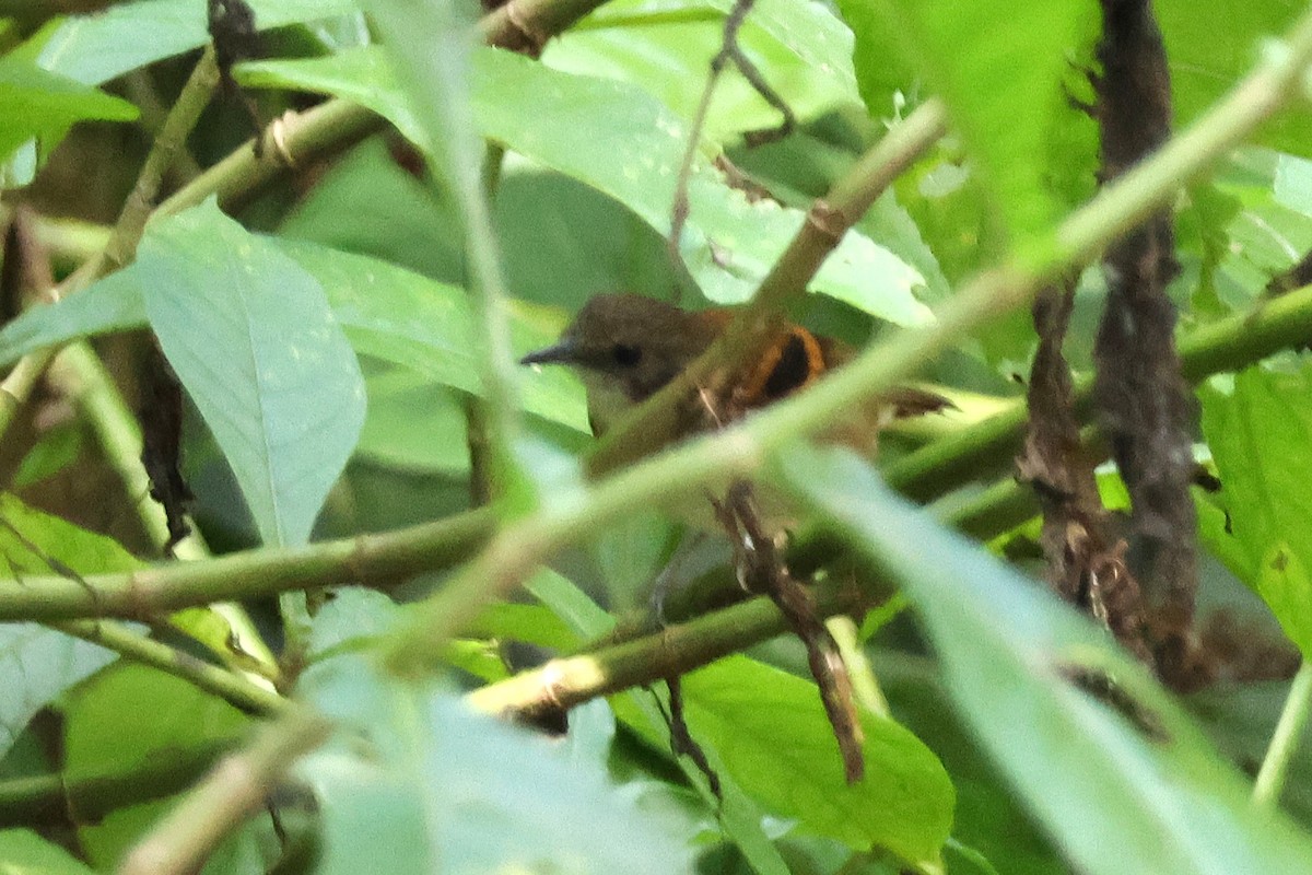 ズグロホシアリドリ - ML646920967