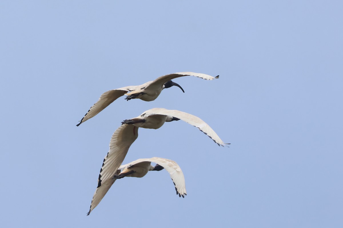 オーストラリアクロトキ - ML646920968