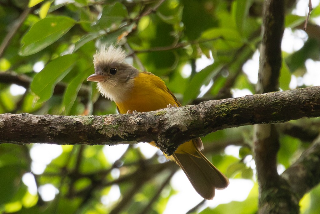 カンムリフウキンチョウ - ML646920969