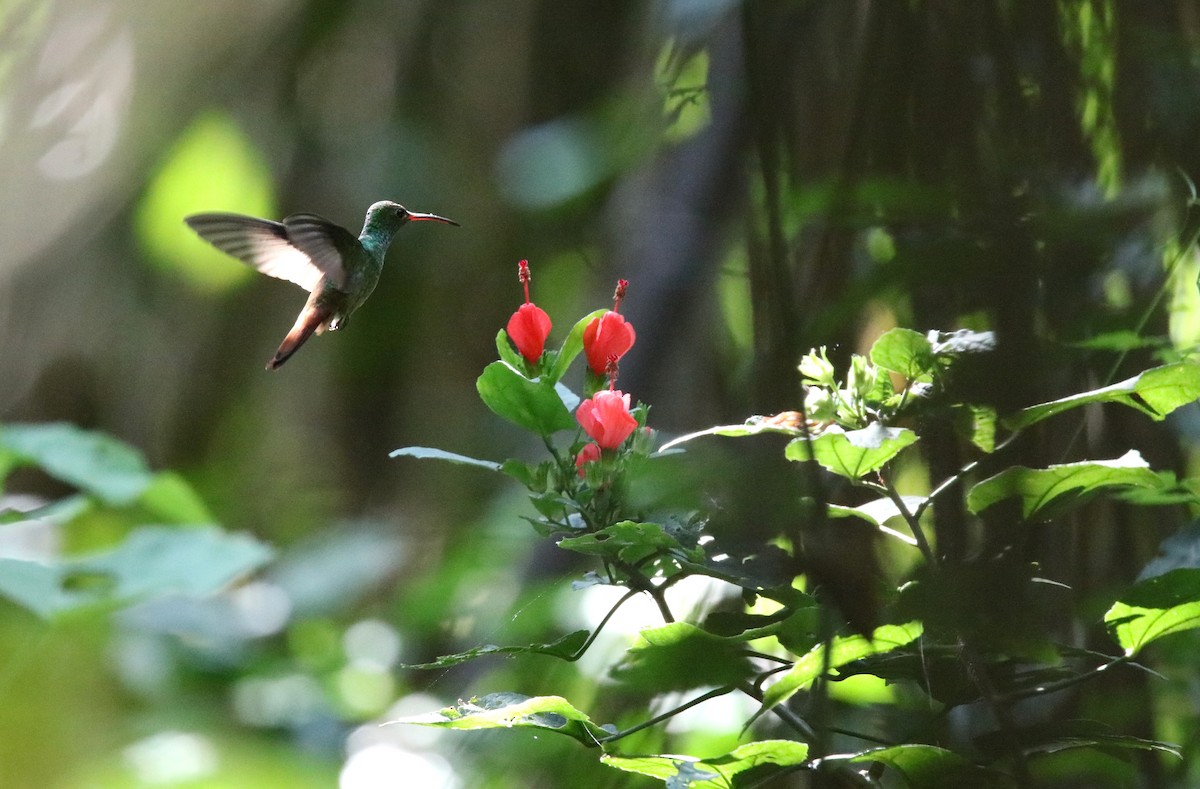 ハイバラエメラルドハチドリ - ML646920970