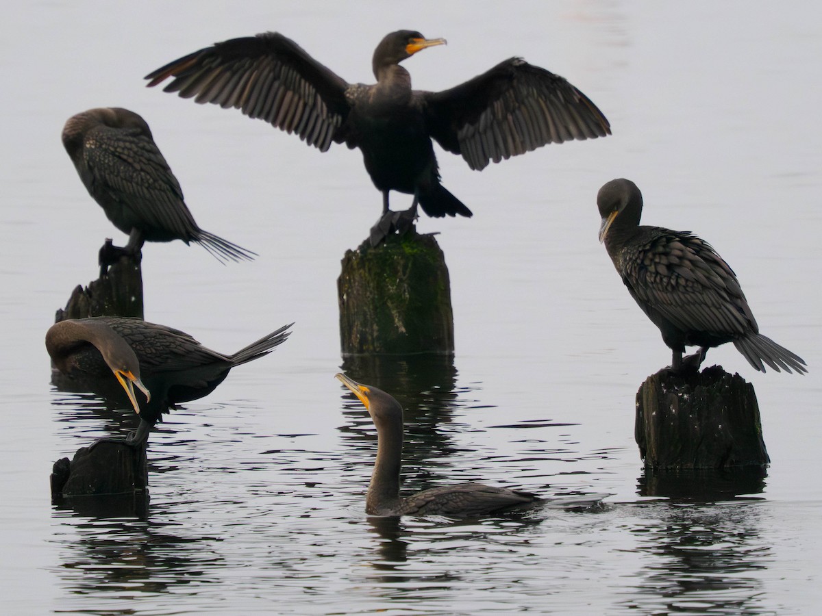 ミミヒメウ - ML646920971