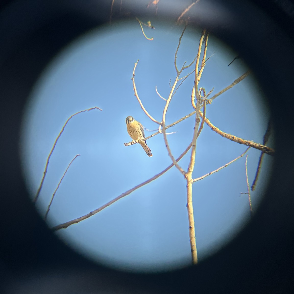 アメリカチョウゲンボウ - ML646920972