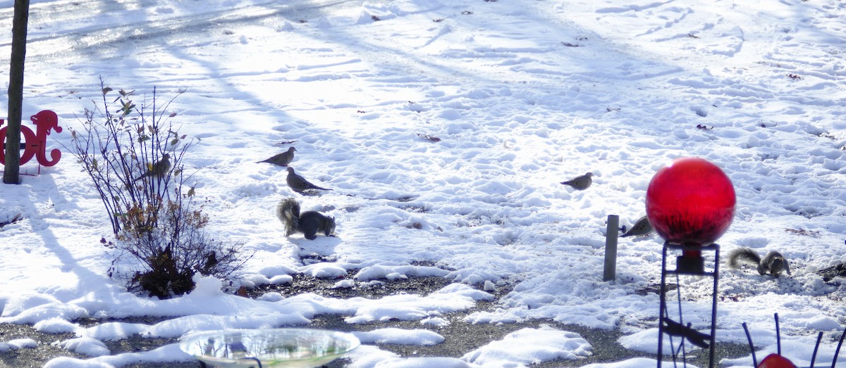 ナゲキバト - ML646920974