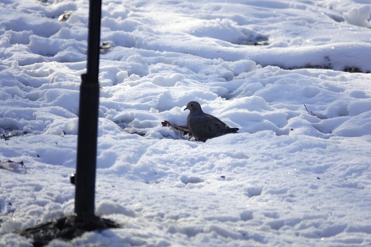 ナゲキバト - ML646920975