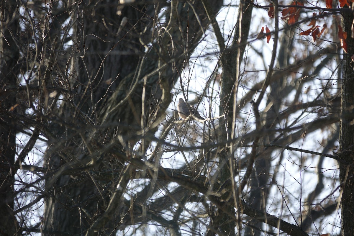 ナゲキバト - ML646920976