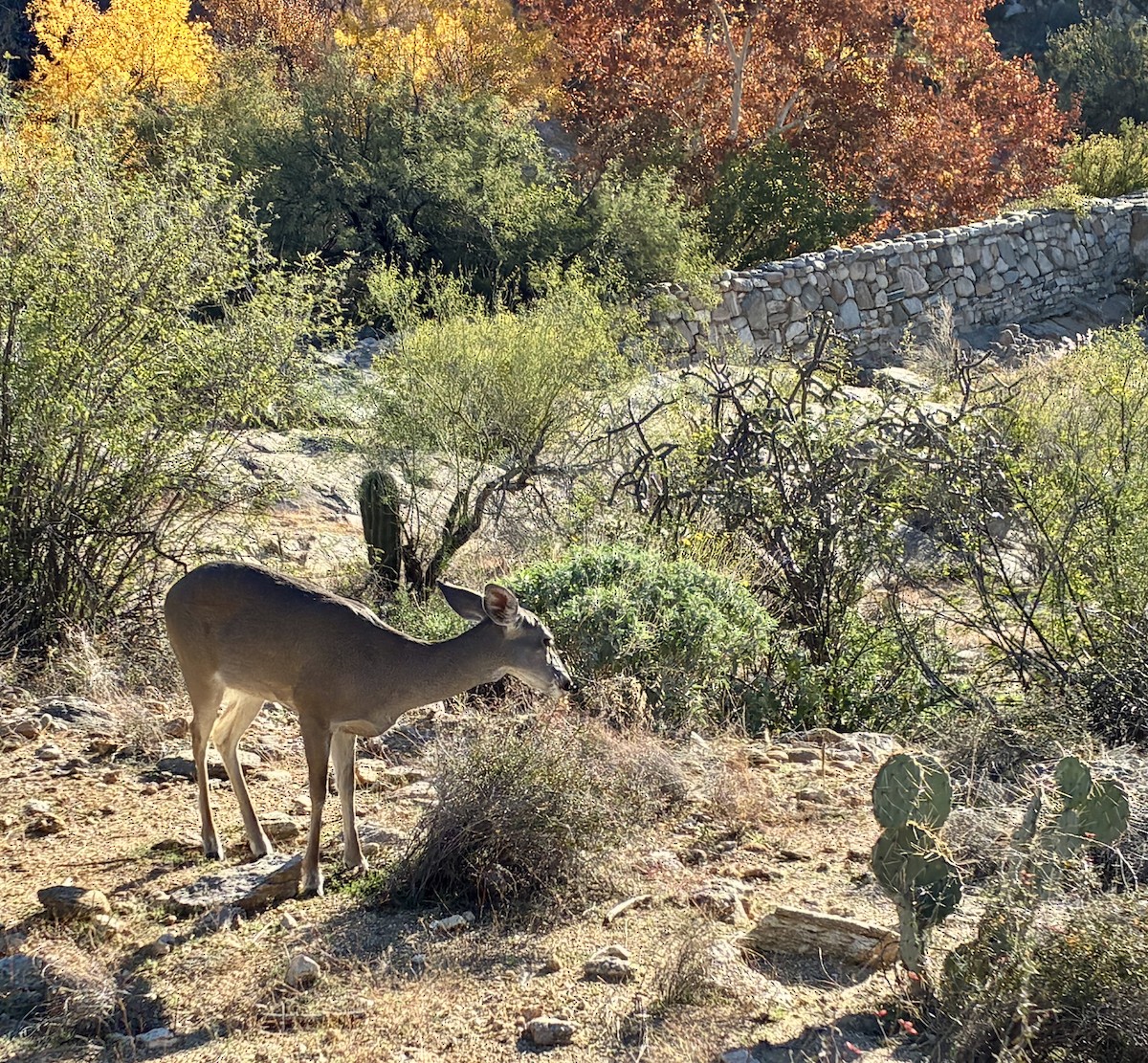 White-tailed Deer - ML646920977