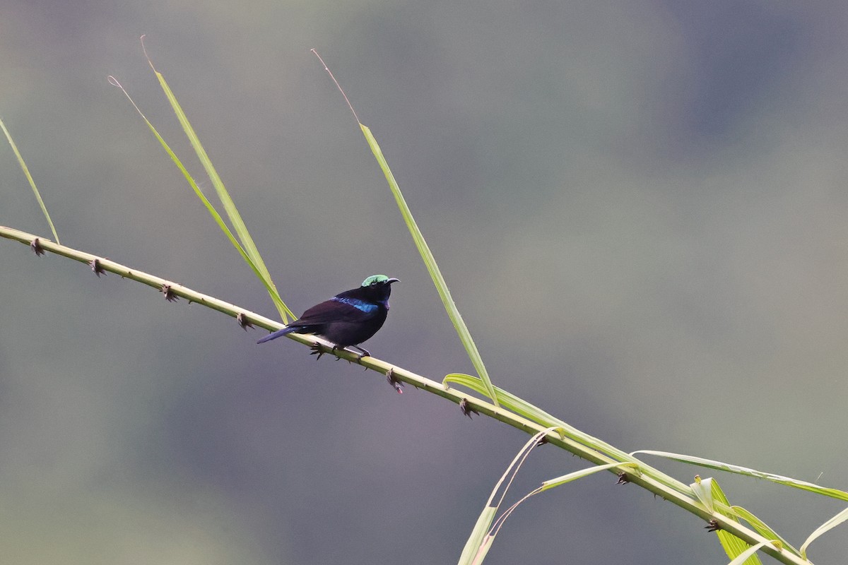 Black Sunbird (Moluccan) - ML646920978