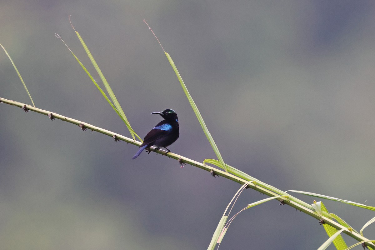 Black Sunbird (Moluccan) - ML646920979