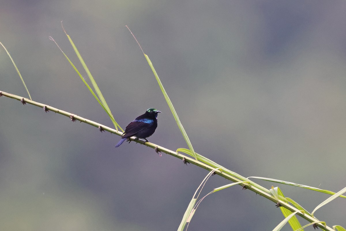 Black Sunbird (Moluccan) - ML646920980