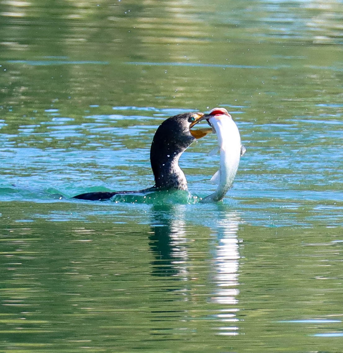 ミミヒメウ - ML646920984