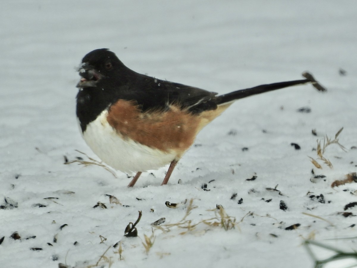 Eastern Towhee - ML646920985
