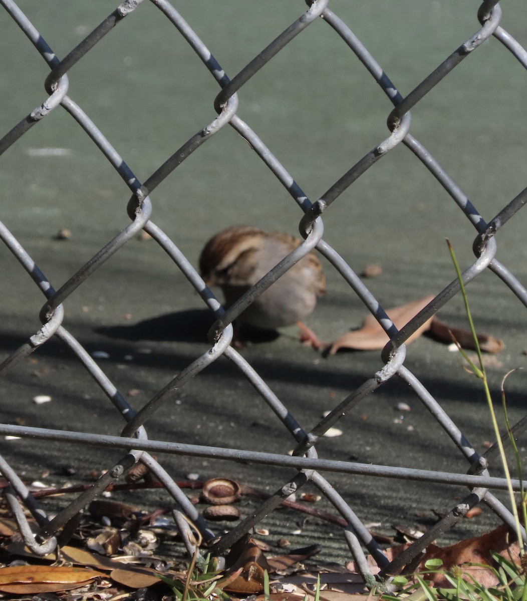 Chipping Sparrow - ML646920986