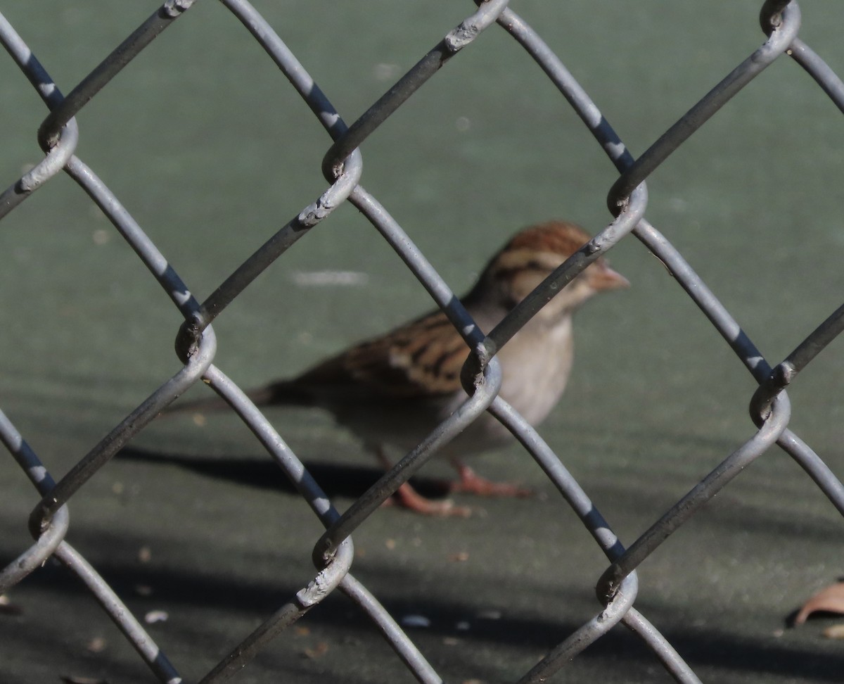 Chipping Sparrow - ML646920987