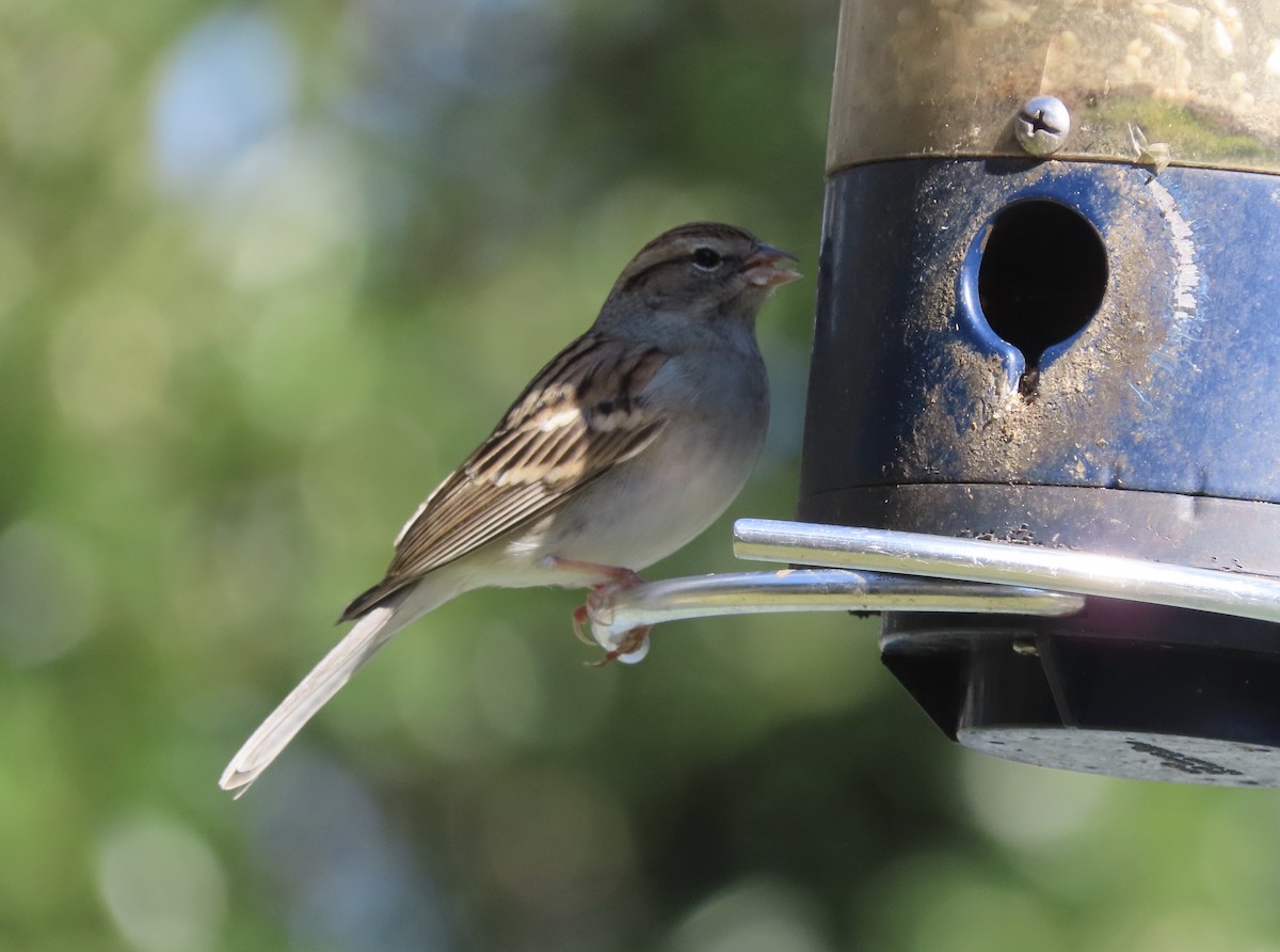 Chipping Sparrow - ML646920988