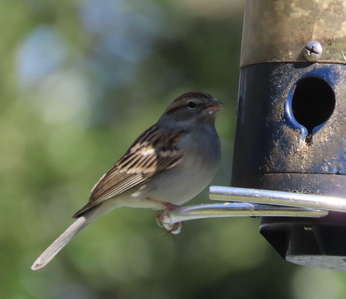 Chipping Sparrow - ML646920989