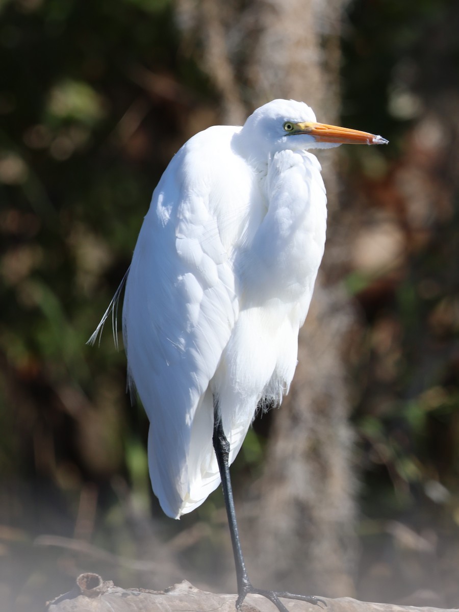 Airone bianco maggiore - ML646920990